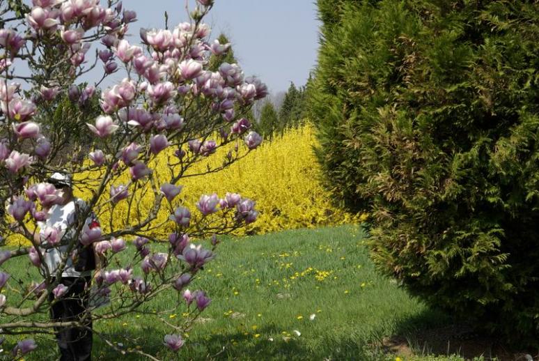 Budafapusztai Arborétum