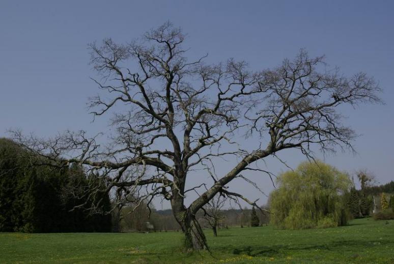 Budafapusztai Arborétum