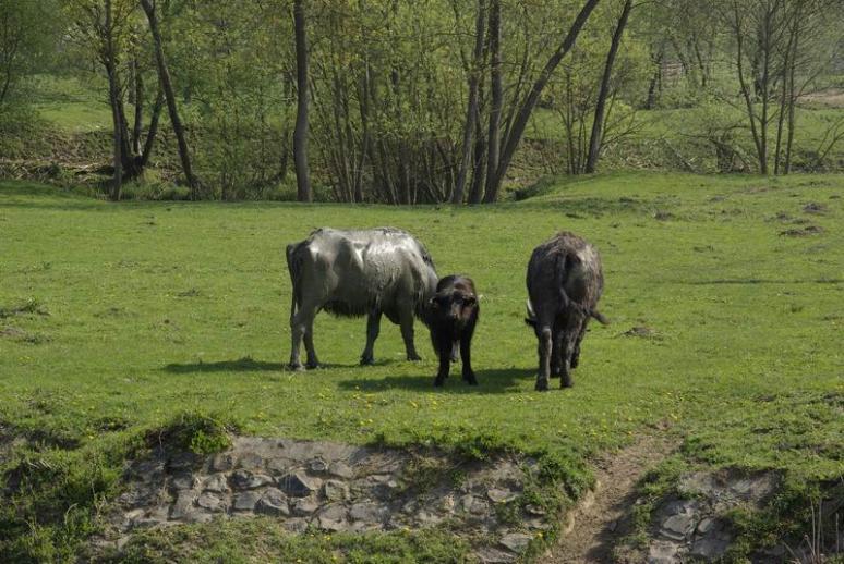 Bivalyrezervátum