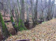 A Zsunyi-patak vadregényes völgye 5 (Őrt álló fák)