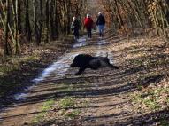 Váratlan túratárs