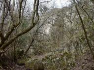 A bokrok mögött a Remete-hegyi-kőfülke bejárata