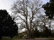 Letenye, Az év platánfája 2010.