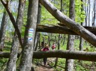 Akadályok az Őserdő melllett