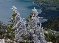 Schafberg 5
