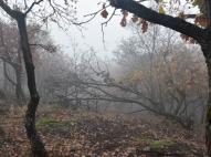 Ködös erdőrészlet