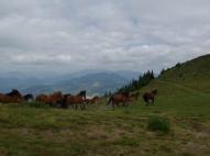 Lovak az Asztal-réten