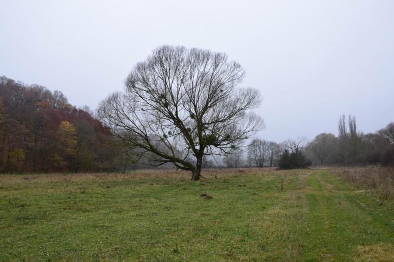 Rák-patak völgye