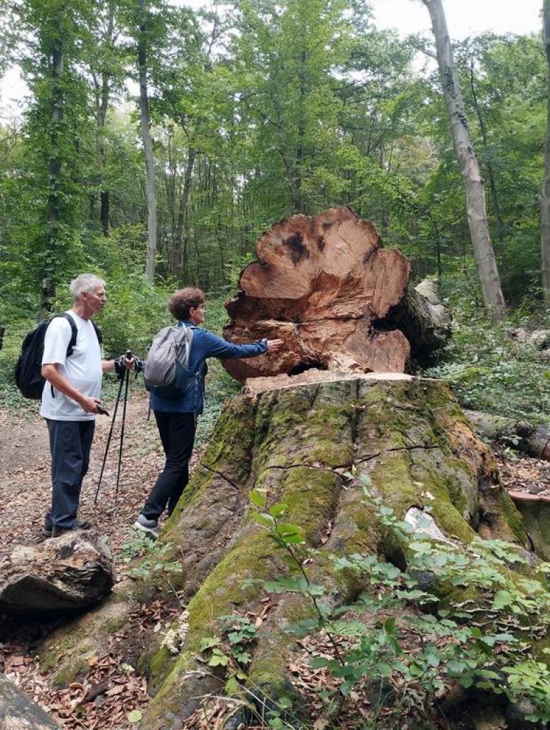 Kivágott fa a forrás mellett