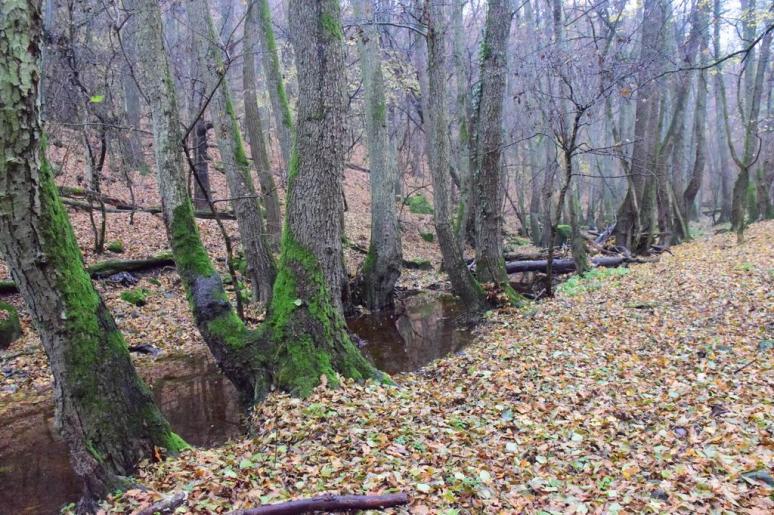 A Zsunyi-patak vadregényes völgye 5 (Őrt álló fák)