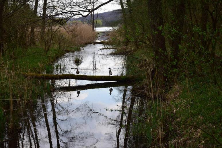 Béci-patak, mögötte a kistolmácsi tó
