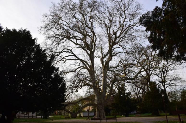 Letenye, Az év platánfája 2010.