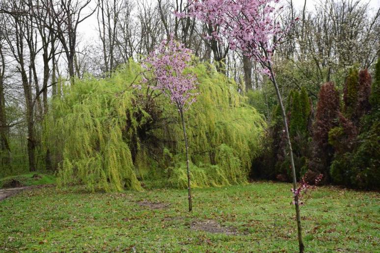 Zalakarosi parkerdő