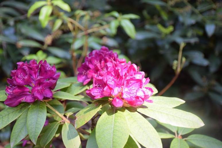 Rododendron