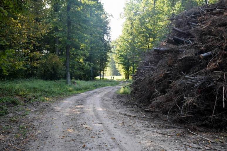 Kipusztult lucfenyők