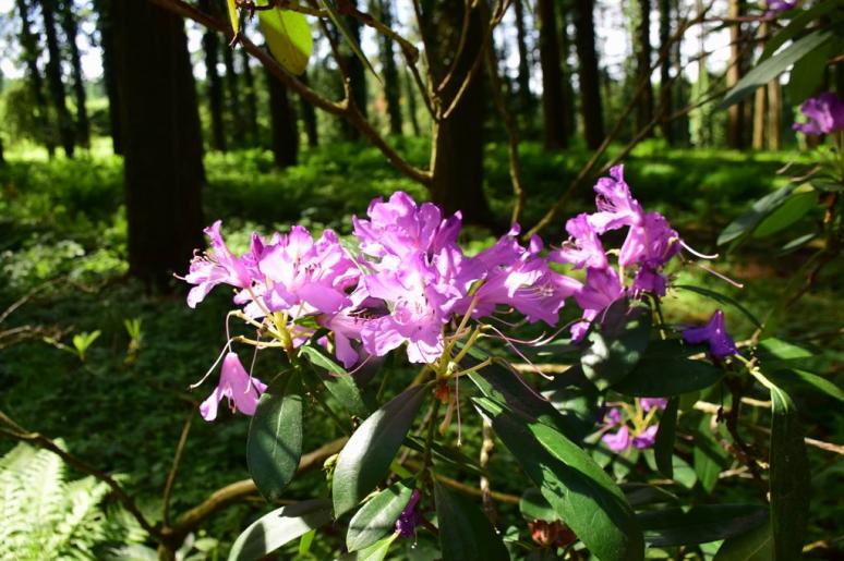 További képek az arborétumról 6, Rododendron