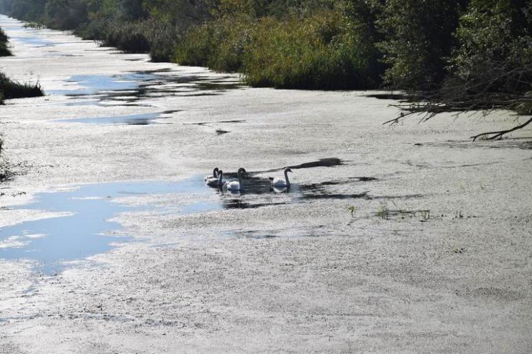 Hattyúk a Duna-Tisza-csatornán