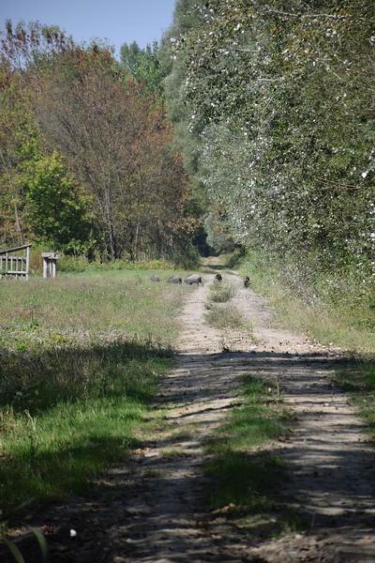 Vaddisznók látótávolságban