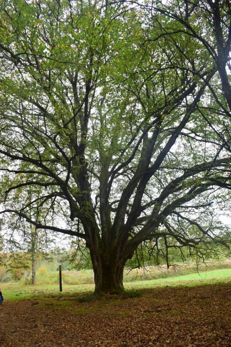 Túlélés fája (hárs)