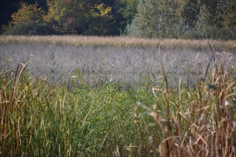 Kócsag a Fancsika-víztározóban