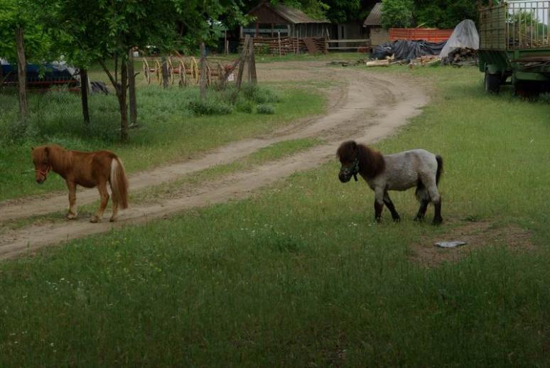 Pónik az út mellett