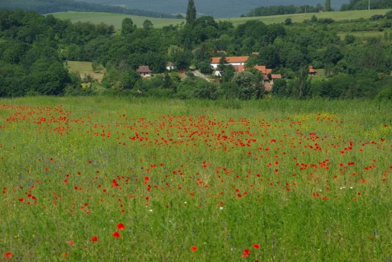 Pipacsmezős Szanticska