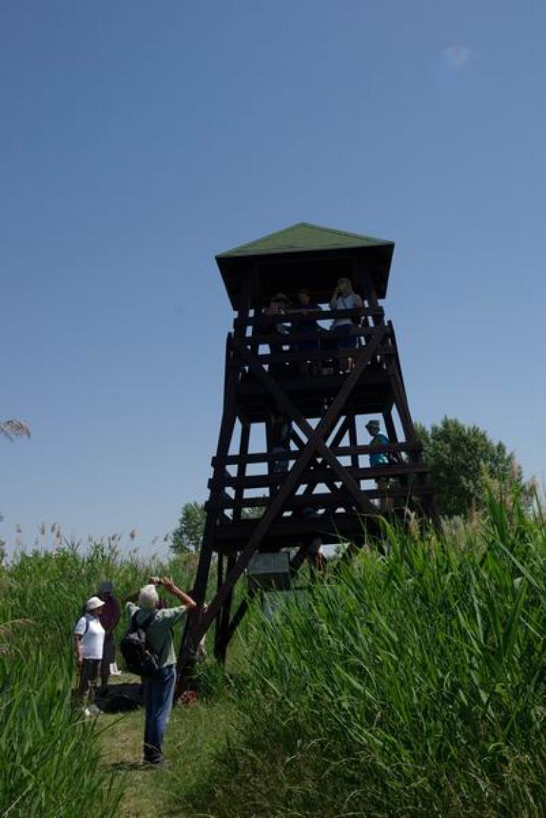 Madármegfigyelő torony