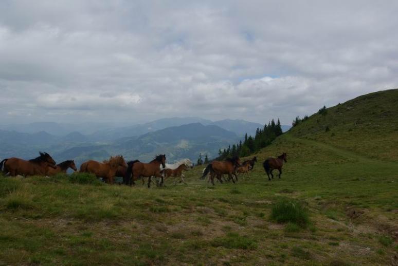 Lovak az Asztal-réten